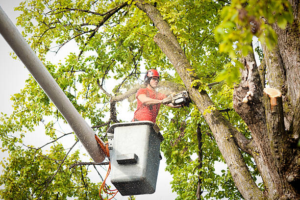 How Our Tree Care Process Works  in  Dallas, TX